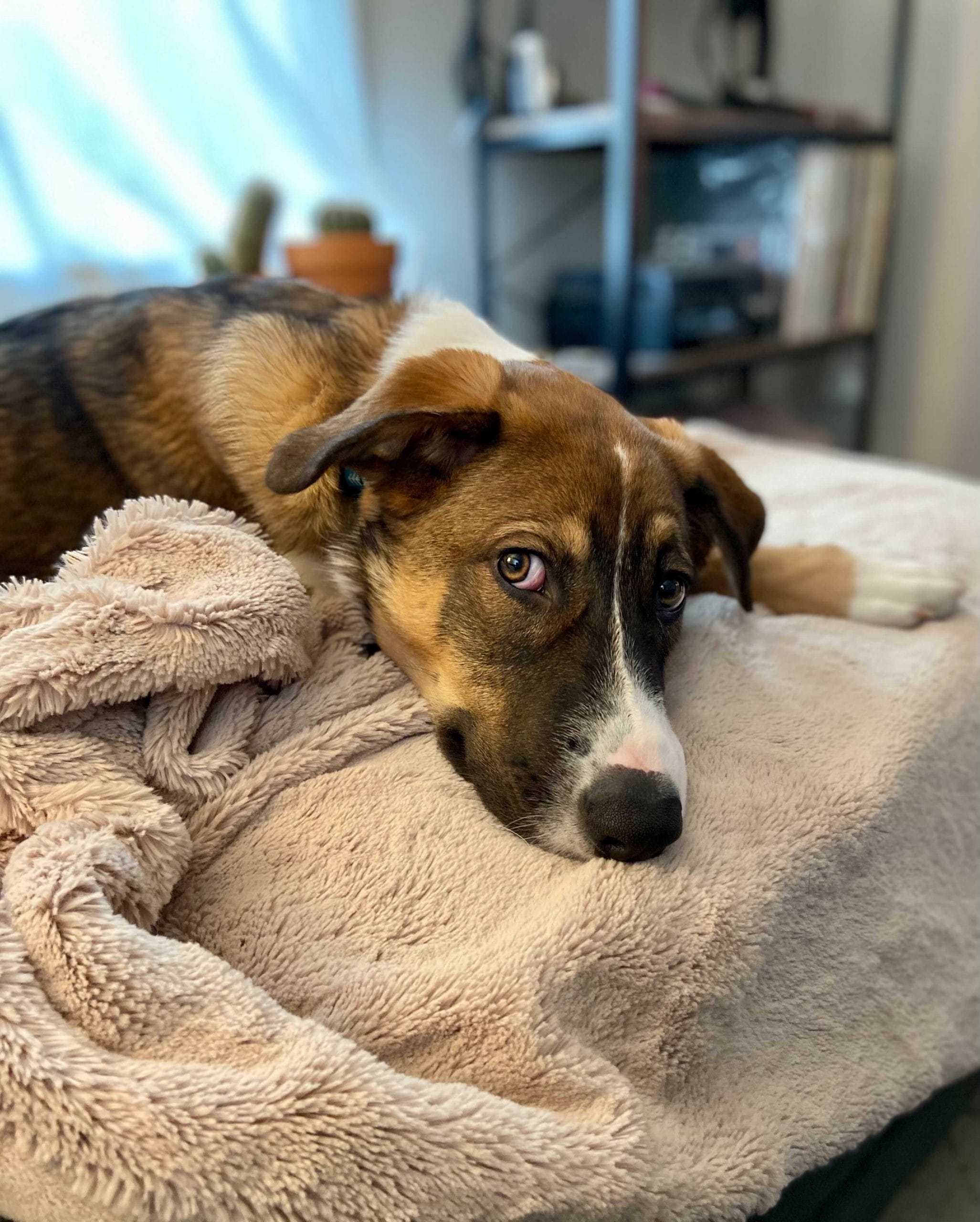 a brown and white dog laying on a blanket