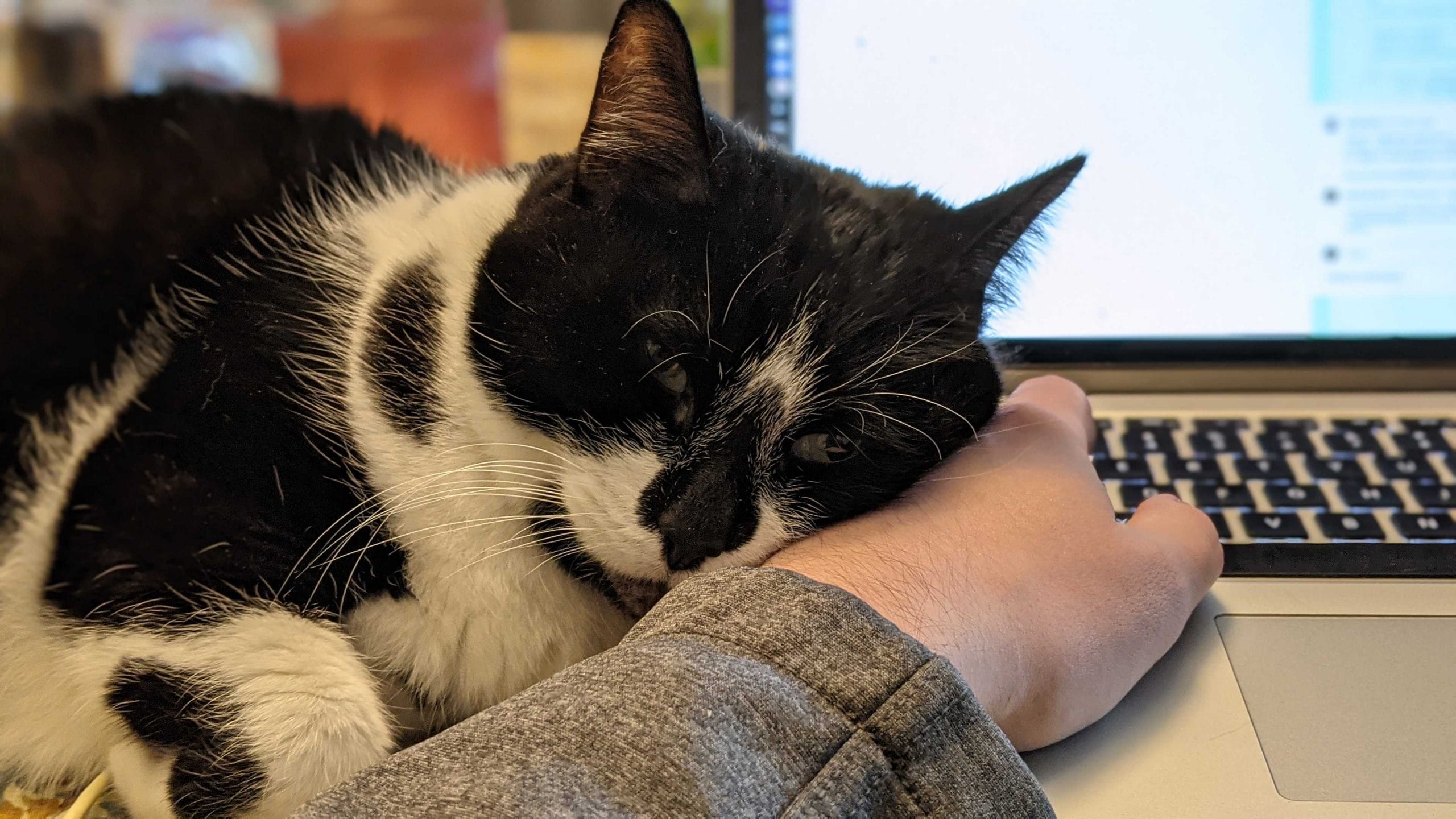 a black and white cat laying over a person's laptop computer